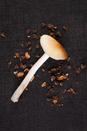 Fresh and dried magic mushroom on black surface top view. Psilocybin. Alternative medicine.の写真素材