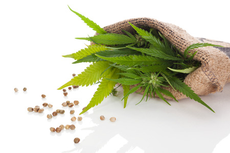 Cannabis plant with seeds in burlap bag, isolated on white background. Cannabis, natural remedy.の写真素材