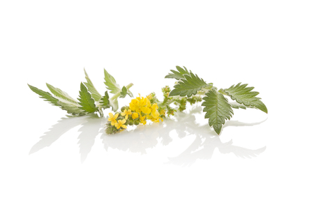 Agrimonia eupatoria, common agrimony, church steeples or sticklewort isolated on white background. Natural remedy, medicinal plant.の写真素材