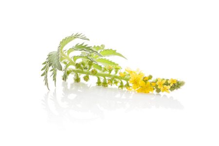 Agrimonia eupatoria, common agrimony, church steeples or sticklewort isolated on white background. Natural remedy, medicinal plant.の写真素材