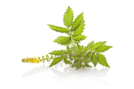 Agrimonia eupatoria, common agrimony, church steeples or sticklewort isolated on white background. Natural remedy, medicinal plant.の写真素材