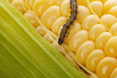 Worm on corn cob. Organic maize. Corn Harvest Affected By Worms.の写真素材