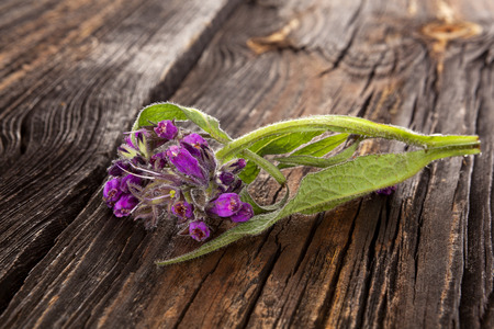Comfrey flower with hairy leaves and purple nodding flowers on wooden table.
の写真素材