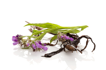Purple blooming Comfrey flower and root isolated on white background. Medicinal plant. の写真素材