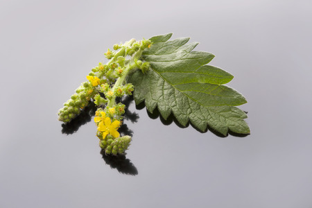Flower Agrimonia eupatoria with Agrimonia leaf on grey background.の写真素材