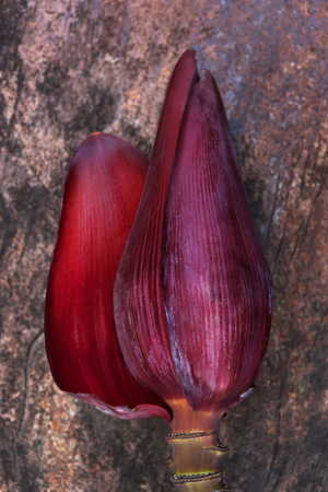 Banana flower from above. Thai culinary and cooking ingredients.の写真素材