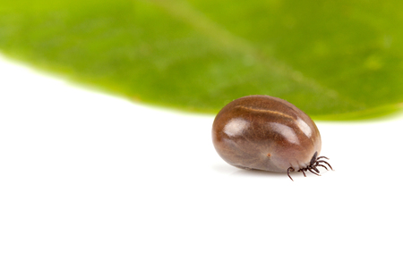 A huge tick full of blood with leaf in studio.の写真素材