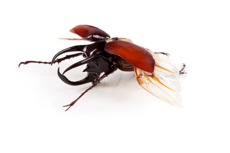 Lucanus cervus stag beetle isolated on white.の写真素材
