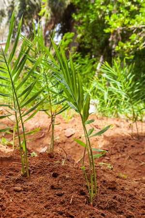 Fresh ginger plant in spice garden.の写真素材