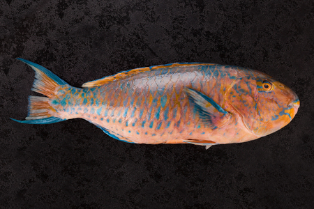 Fresh colourful Parrotfish on black background. Delicious healthy seafood eating.の写真素材