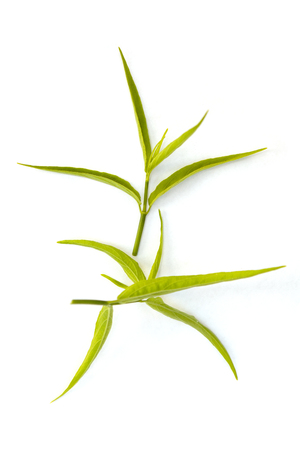 Sabah snake grass leaves isolated on white background.の写真素材