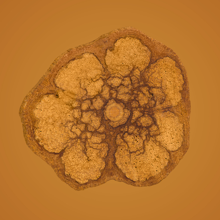 Ayahuasca wine cross section. Banisteriopsis caapi.