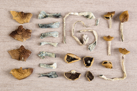 Dried magic mushrooms from above. Knolling flat lay background. Entheogen, alternative medicine.の写真素材