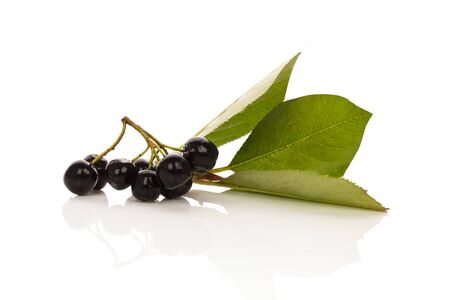 Fresh chokeberry with leaf isolated on white background. Acai fruit.の写真素材