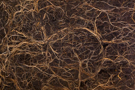 Root systm in soil cross section. Enviromental, gardening background.