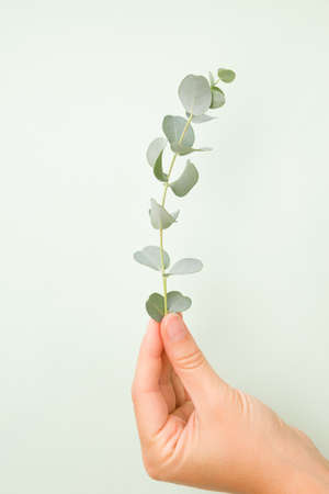 Medical aromatic plant eucalyptus. Holding a twig in hand.の写真素材