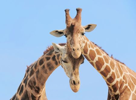 Giraffe couple in love with blue sky on backgroundの写真素材