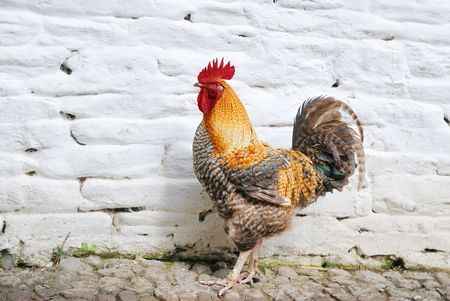 Cock (rooster) standing at white brick wall                        の写真素材