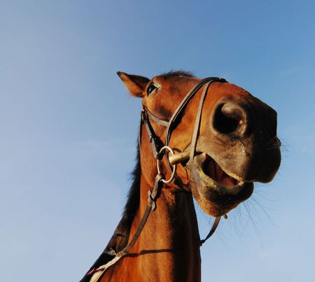 Head of brown horse on blue sky backgroundの写真素材