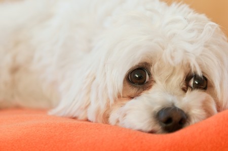 Small dog lying on rug - sorrowful expressionの写真素材