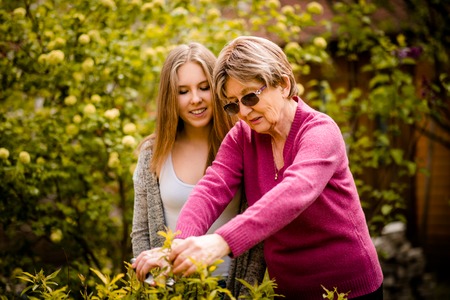 Senior woman shows to her teenage granddaughter how to prune flower bushes in backyard gardenの写真素材