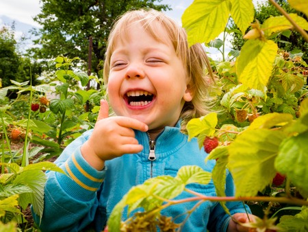 Little child picking up and eating raspberries in natureの写真素材