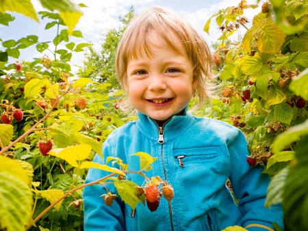 Portrait of little child among raspberry bushes