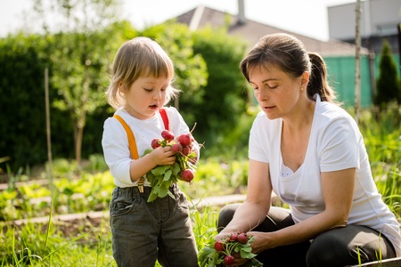 Mother and child picking up radishesの写真素材