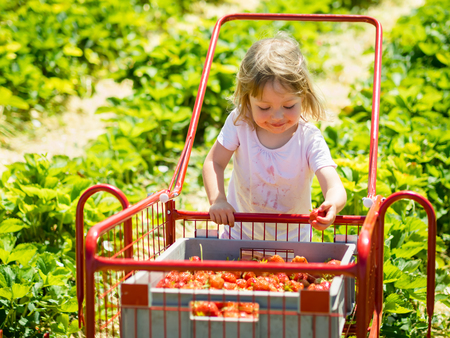 Child picking strawberry from the basket, harvesting concept.の写真素材