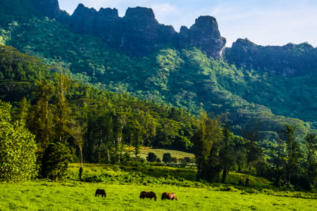 Moorea, French Polynesia: 09/03/2018: Green Park in MooreaFrench Polynesia: 09/03/2018: landscape of the mountains and the green grass in a cludy sky of Moorea, French Polynesiaのeditorial素材