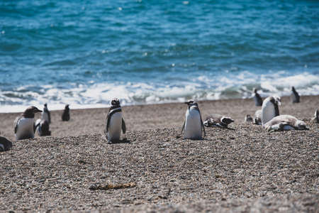 Colony of Magellanic Penguins (Spheniscus magellanicus) on Isla Magdalena in the Strait of Magellan, Chile.の写真素材