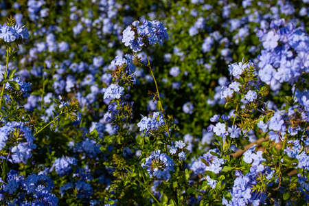 Spring background with blooming lilac flowers. Blooming lilac flowers lit by sunlight. Selective...