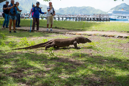 Komodo Dragon, the largest lizard in the world walks on ground. It is a dangerous prehistoric animal. Some tourists around and the rangers make the place safe. Komodo Island, Indonesia, south Asia.のeditorial素材
