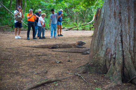 Komodo Dragon, the largest lizard in the world walks on ground. It is a dangerous prehistoric animal. Some tourists around and the rangers make the place safe. Komodo Island, Indonesia, south Asia.のeditorial素材