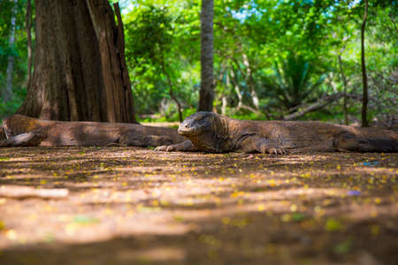 Komodo Dragon, the largest lizard in the world walks on the ground. It is a dangerous and carnivore prehistoric animal. Komodo Island, Indonesia, south Asia.の写真素材