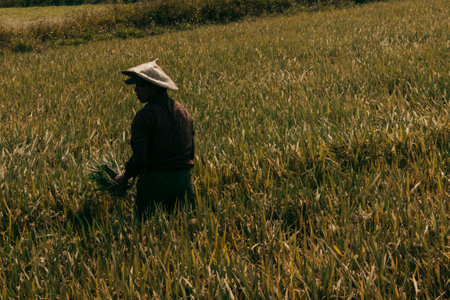 Phu Yen, Vietnam, 09-03-2018, Farmers on the way to work throug paddy fields in rural countryside Vietnam. Rice production in Vietnam in the Mekong and Red River deltas is important to the food supplyのeditorial素材