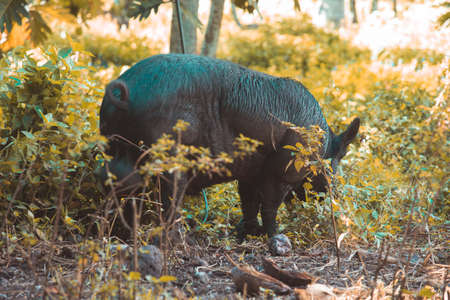 an close up image of wild pig , a free animal animal walking on the ground in the tropical jungle...