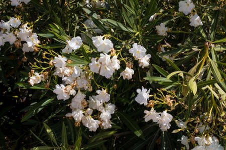 the lovely white cutter flowers background in a colorful garden in a summer day
