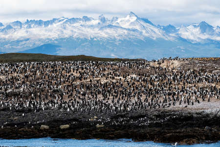 Bird Island in the Beagle Channel near the Ushuaia city. Ushuaia is the capital of Tierra del Fuego province in Argentina.の写真素材