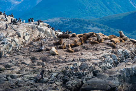 Bird Island in the Beagle Channel near the Ushuaia city. Ushuaia is the capital of Tierra del Fuego province in Argentina.の写真素材