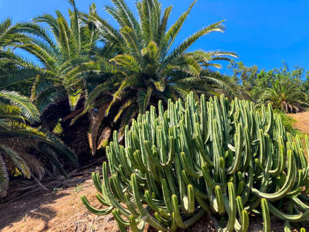 Botanical tropical city park of Puerto de la Cruz, Tenerife, Canary Islands, Spainの写真素材