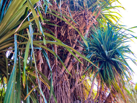 Botanical tropical city park of Puerto de la Cruz, Tenerife, Canary Islands, Spainの写真素材