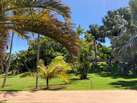Botanical tropical city park of Puerto de la Cruz, Tenerife, Canary Islands, Spainの写真素材