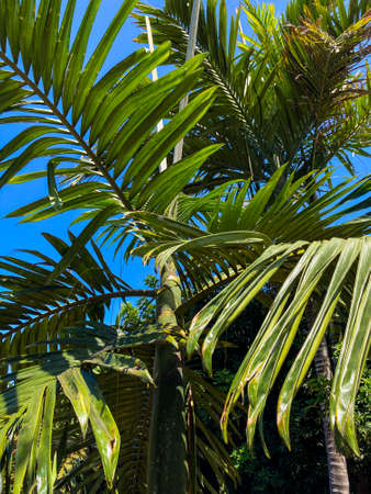 Botanical tropical city park of Puerto de la Cruz, Tenerife, Canary Islands, Spain