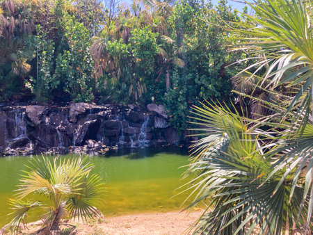 Botanical tropical city park of Puerto de la Cruz, Tenerife, Canary Islands, Spainの写真素材