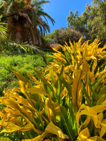 Botanical tropical city park of Puerto de la Cruz, Tenerife, Canary Islands, Spainの写真素材