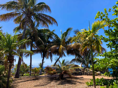 Botanical tropical city park of Puerto de la Cruz, Tenerife, Canary Islands, Spain