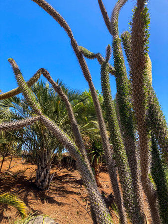Botanical tropical city park of Puerto de la Cruz, Tenerife, Canary Islands, Spainの写真素材