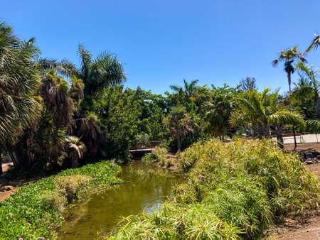 Botanical tropical city park of Puerto de la Cruz, Tenerife, Canary Islands, Spainの写真素材
