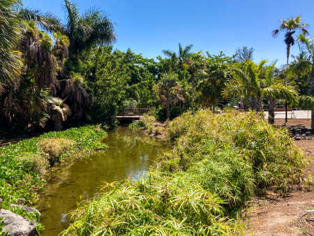 Botanical tropical city park of Puerto de la Cruz, Tenerife, Canary Islands, Spainの写真素材